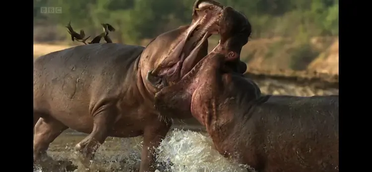 Common hippopotamus (Hippopotamus amphibius) as shown in Africa - Savannah